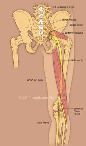 Sciatic Anatomy