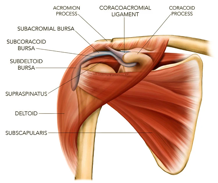 Shoulder Joint