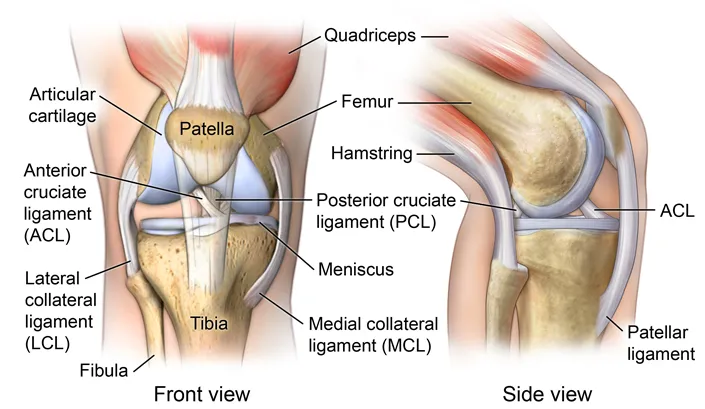 Knee Anatomy