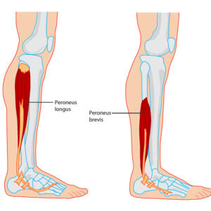 Peroneal Muscles