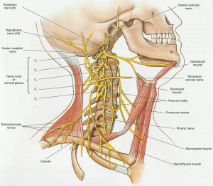 300px-cervical Plexus Anatomy